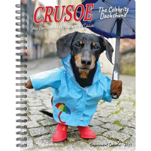 Crusoe the Celebrity Dachshund 2025 Engagement Crusoe the Celebrity Dachshund 2025 Engagement