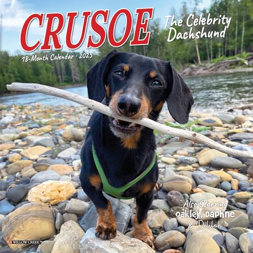 Crusoe the Celebrity Dachshund 2025 Mini Crusoe the Celebrity Dachshund 2025 Mini