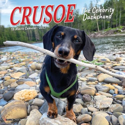Crusoe the Celebrity Dachshund 2025 Mini Crusoe the Celebrity Dachshund 2025 Mini