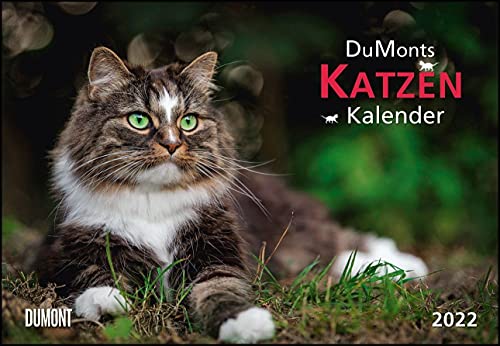 DUMONTS Katzenkalender 2022 - Broschürenkalender - Wandkalender - mit Schulferienterminen - Format 42 x 29 cm von Dumont Kalenderverlag