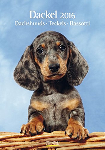 Dackel 2016 von Korsch Verlag