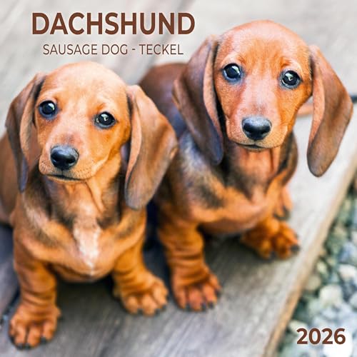 Dackel 2026: Kalender 2026 (Artwork Edition) von Tushita PaperArt