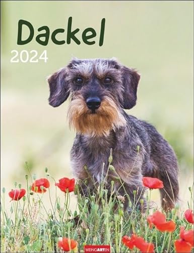 Dackel. Jahres-Wandkalender 2024 mit Platz für Notizen und Termine. Foto-Kalender für Hundefans und Dackelliebhaber. Bildkalender 2024 im Hochformat 30x39 cm von Weingarten