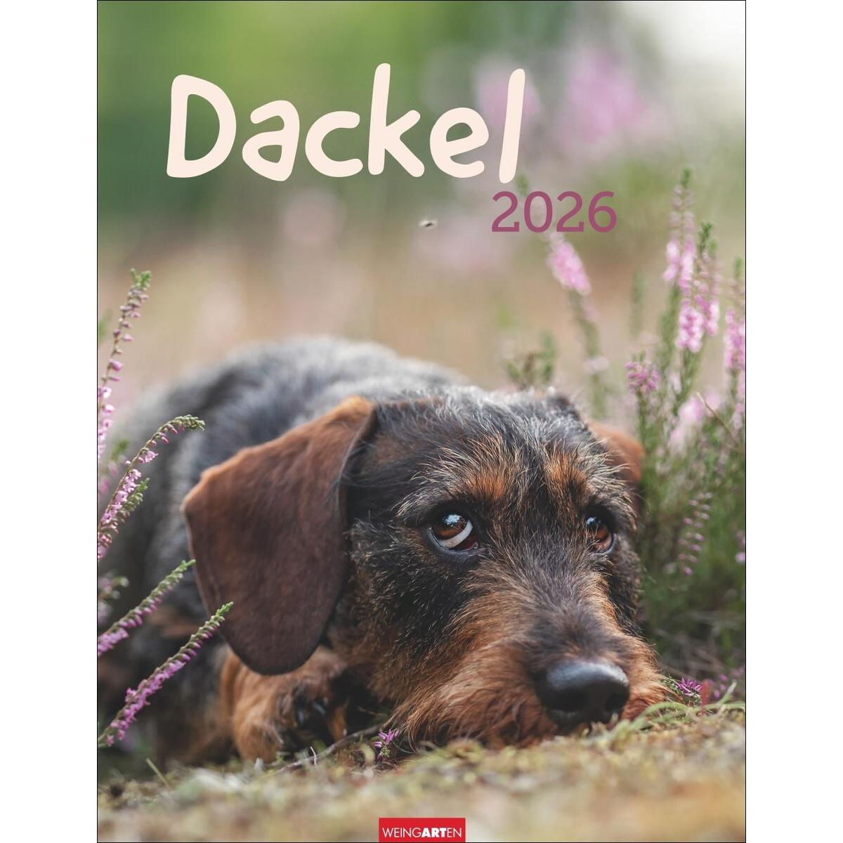 Dackel Kalender 2026 von Weingarten