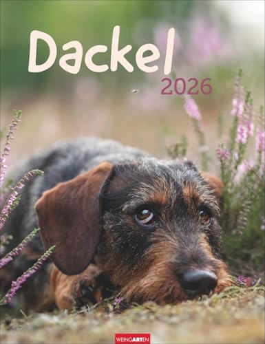 Dackel Kalender 2026: Jahres-Wandkalender 2026 mit Platz für Notizen und Termine. Foto-Kalender für Hundefans und Dackelliebhaber. Bildkalender im Hochformat 30 x 39 cm (Tierkalender Weingarten)