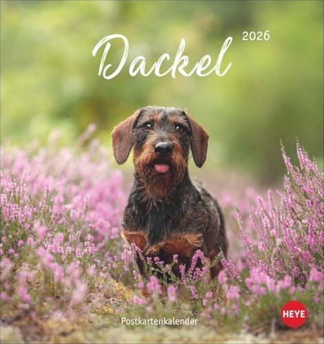 Dackel Postkartenkalender 2026: Monats-Tischkalender zum Aufstellen oder Aufhängen mit herzigen Dackelfotos. Kleiner Kalender mit Postkarten zum Verschicken oder Sammeln. (Postkartenkalender Heye) von Heye