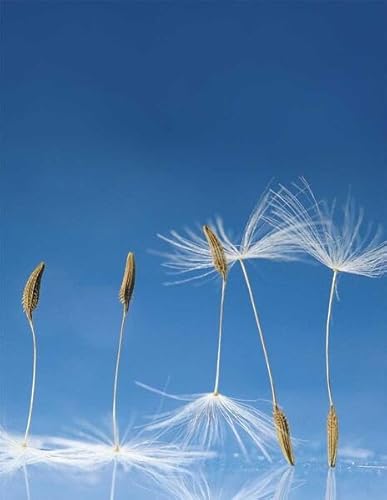 Dandelion: Blankbook (Blankbook (RB906))
