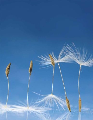 Dandelion: Blankbook (Blankbook (RB906))