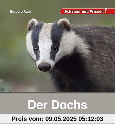 Der Dachs: Schauen und Wissen!