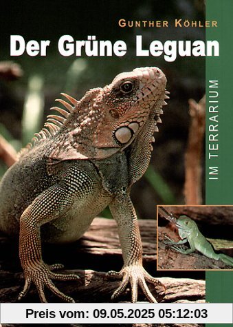 Der Grüne Leguan im Terrarium