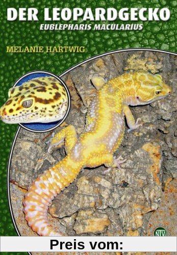 Der Leopardgecko - Eublepharis macularius