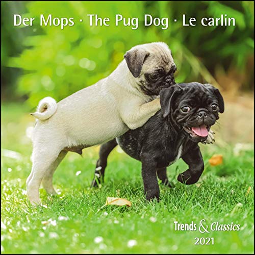 Der Mops The Pug Dog 2021 - Broschürenkalender - Wandkalender - mit herausnehmbarem Poster - Format 30 x 30 cm von Dumont Kalenderverlag