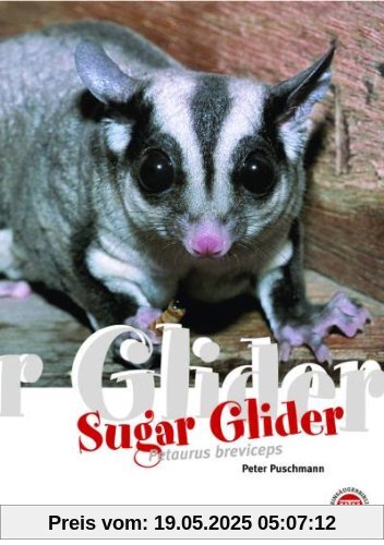 Der Sugar Glider: Art für Art