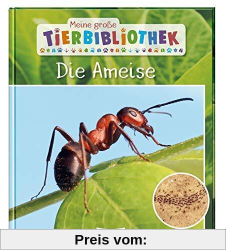 Die Ameise (Meine große Tierbibliothek)
