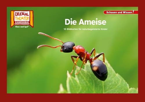 Die Ameise / Kamishibai Bildkarten: 12 Fotobildkarten für das Erzähltheater (Schauen und Wissen!) von Hase und Igel Verlag