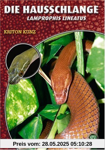 Die Hausschlange: (Lamprophis lineatus)