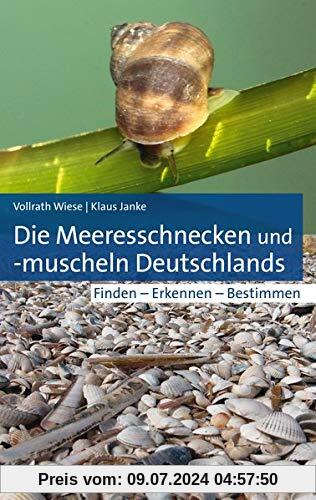 Die Meeresschnecken und -muscheln Deutschlands: Finden – Erkennen – Bestimmen