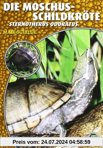 Die Moschusschildkröte: Sternotherus odoratus