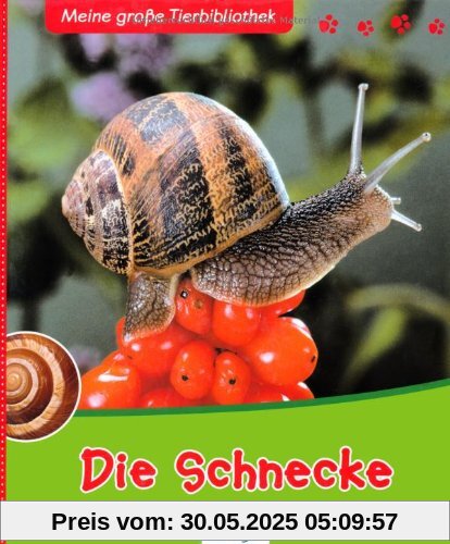 Die Schnecke