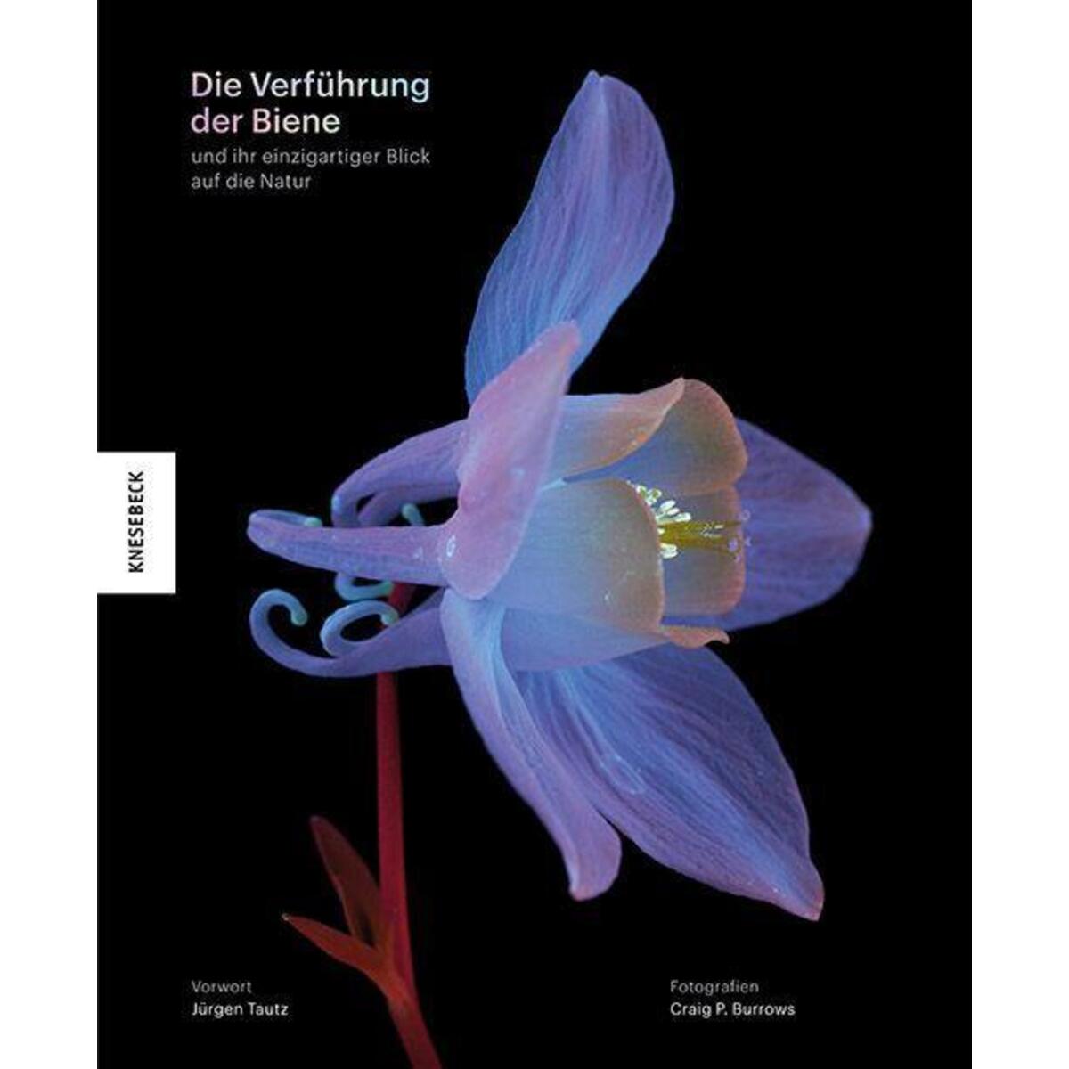 Die Verführung der Biene von Knesebeck Von Dem GmbH