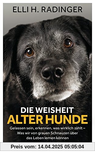 Die Weisheit alter Hunde: Gelassen sein, erkennen, was wirklich zählt – Was wir von grauen Schnauzen über das Leben lernen können