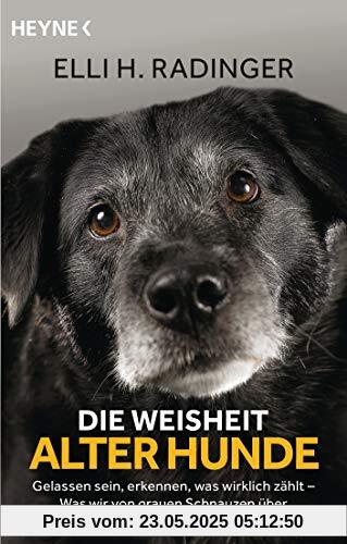 Die Weisheit alter Hunde: Gelassen sein, erkennen, was wirklich zählt – Was wir von grauen Schnauzen über das Leben lernen können