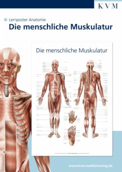 Die menschliche Muskulatur, 1 Poster von KVM