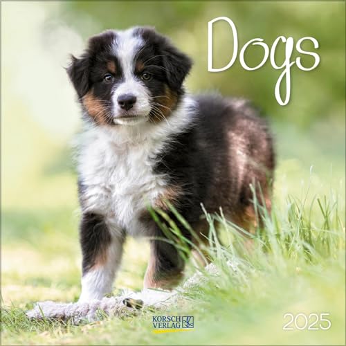 Dogs 2025: Broschürenkalender mit Ferienterminen. Hunde und Welpen. 30 x 30 cm von Korsch Verlag