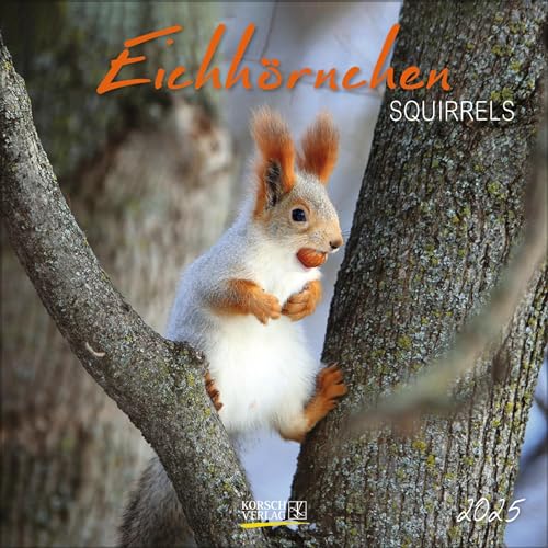 Eichhörnchen 2025: Broschürenkalender mit Ferienterminen. Format: 30 x 30 cm von Korsch Verlag