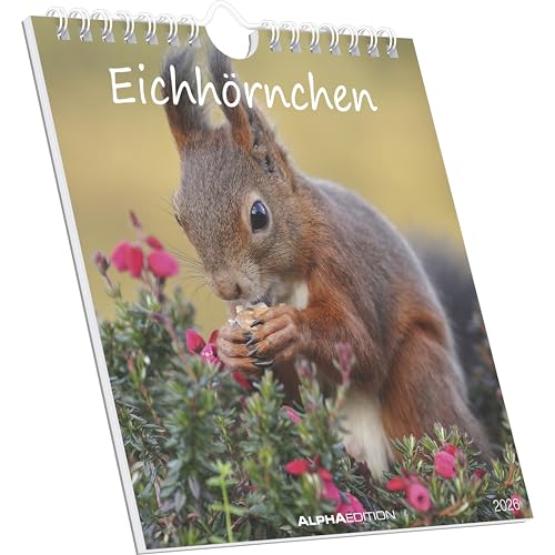 Eichhörnchen 2026 - Postkartenkalender im Format 16 x 17 von ALPHA EDITION