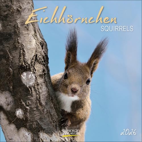 Eichhörnchen 2026: Broschürenkalender mit Ferienterminen. Format: 30 x 30 cm von Korsch Verlag