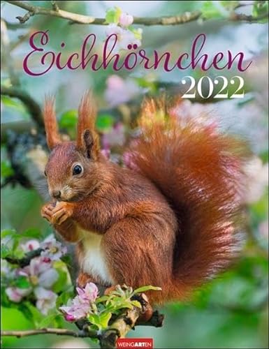 Eichhörnchen Kalender 2022 - Tierkalender - Wandkalender mit Monatskalendarium - Planer mit Platz zum Eintragen - 12 Farbfotos - 30 x 39 cm von Harenberg u.Weingarten