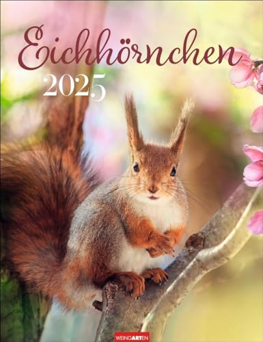 Eichhörnchen Kalender 2025: Eichhörnchen. Wandkalender. Fotokalender mit süßen Eichhörnchen-Bildern und Zitaten für jeden Monat. Tierkalender mit ... 30 x 39 cm (Tierkalender Weingarten) von Weingarten
