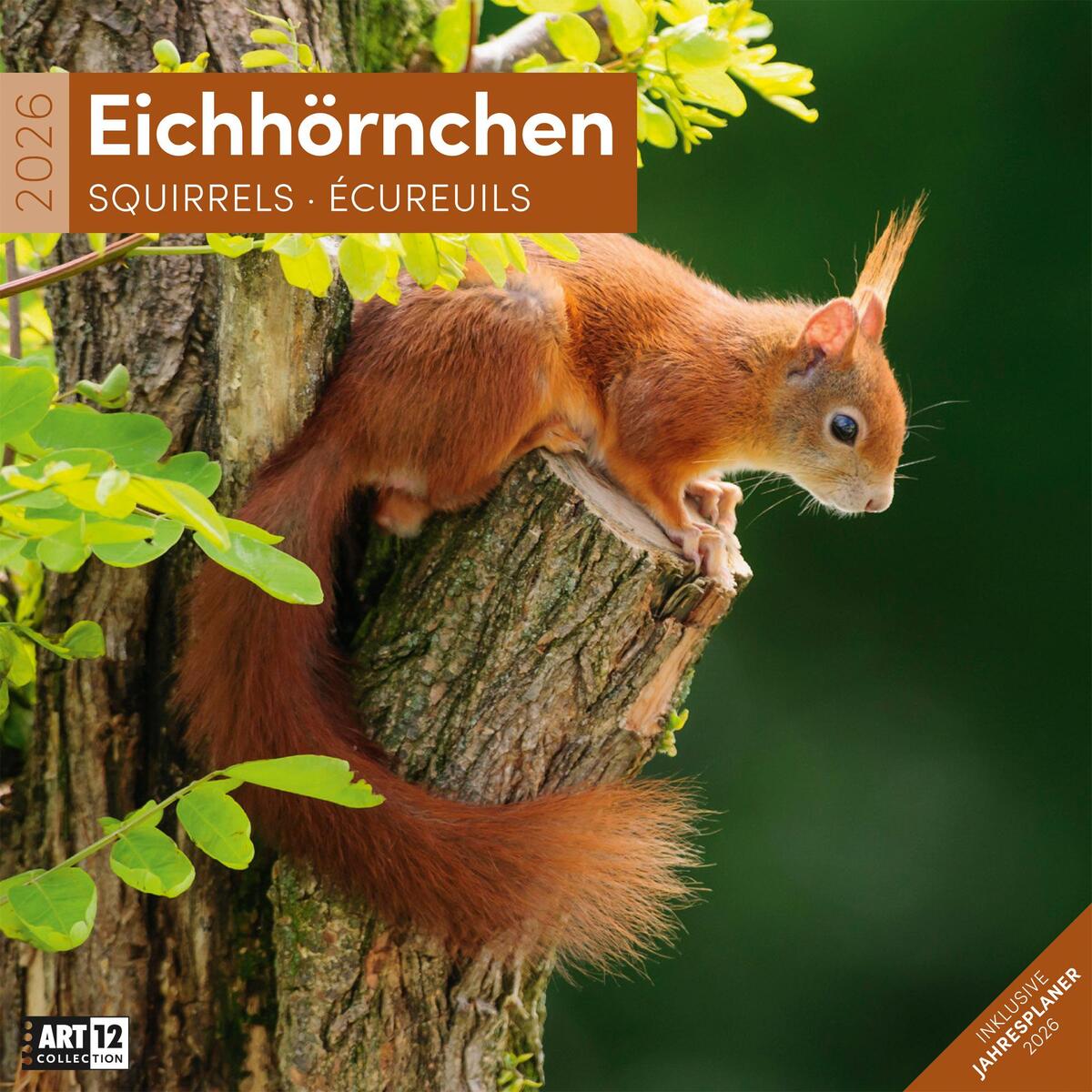Eichhörnchen Broschürenkalender 2026 - 30x30 - Art12 Eichhörnchen Broschürenkalender 2026 - 30x30 - Art12 von Ackermann Kunstverlag