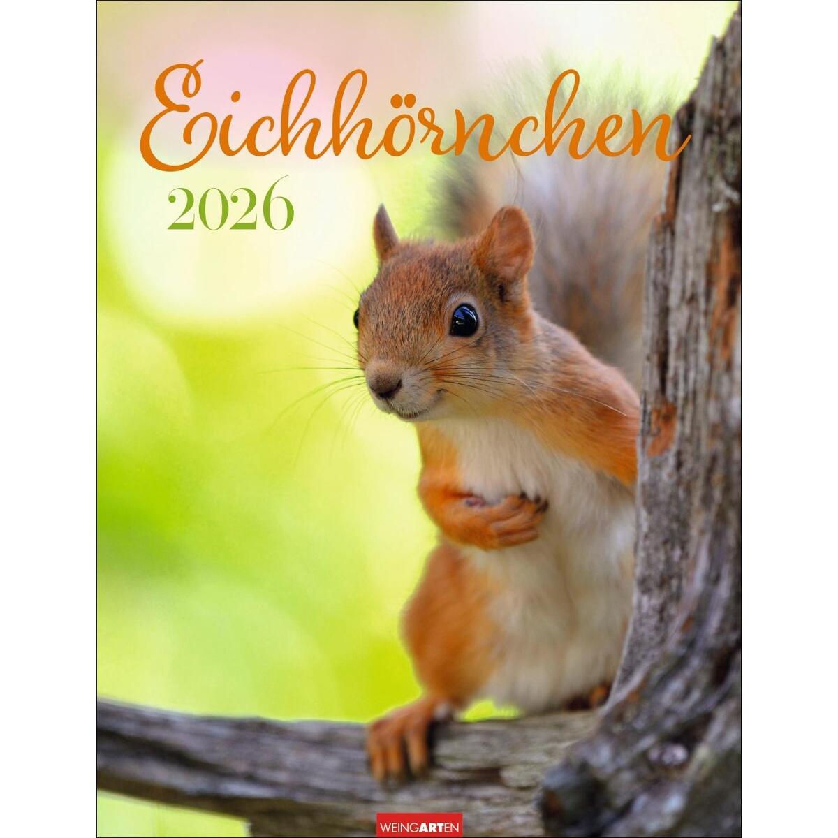 Eichhörnchen Kalender 2026 Eichhörnchen Kalender 2026 von Weingarten