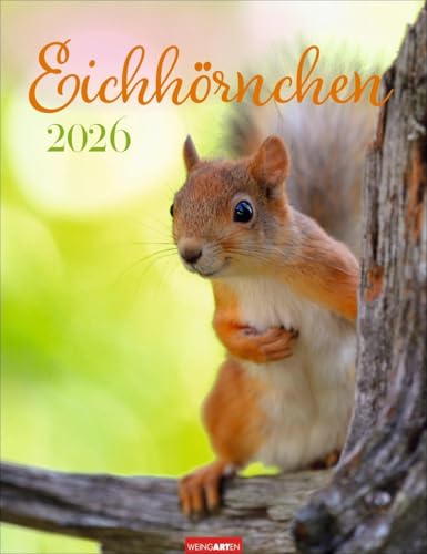 Eichhörnchen Kalender 2026: Eichhörnchen. Wandkalender. Fotokalender mit süßen Eichhörnchen-Bildern und Zitaten für jeden Monat. Tierkalender mit ... 30 x 39 cm (Tierkalender Weingarten) von Weingarten