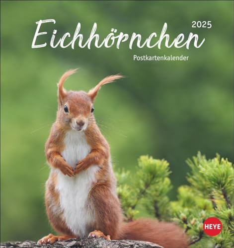 Eichhörnchen Postkartenkalender 2025: Dekorativer Monats-Tischkalender zum Aufstellen oder Aufhängen. Fotokalender voll niedlicher Eichhörnchenbilder, ... und Verschicken. (Postkartenkalender Heye) von Heye