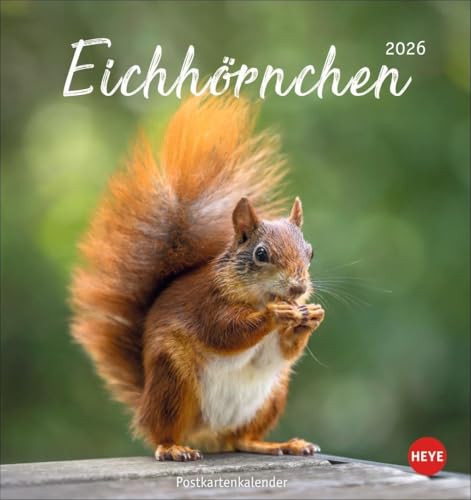Eichhörnchen Postkartenkalender 2026: Dekorativer Monats-Tischkalender zum Aufstellen oder Aufhängen. Fotokalender voll niedlicher Eichhörnchenbilder, ... und Verschicken. (Postkartenkalender Heye) von Heye