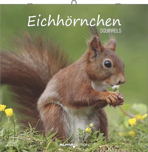 Eichörnchen - Broschürenkalender im Format 30 x 30 mit Notizkalendarium von ALPHA EDITION