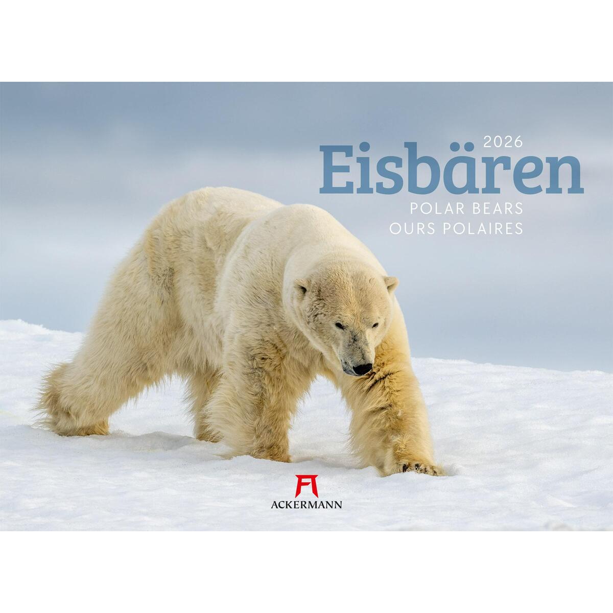 Eisbären Kalender 2026 Eisbären Kalender 2026 von Ackermann Kunstverlag