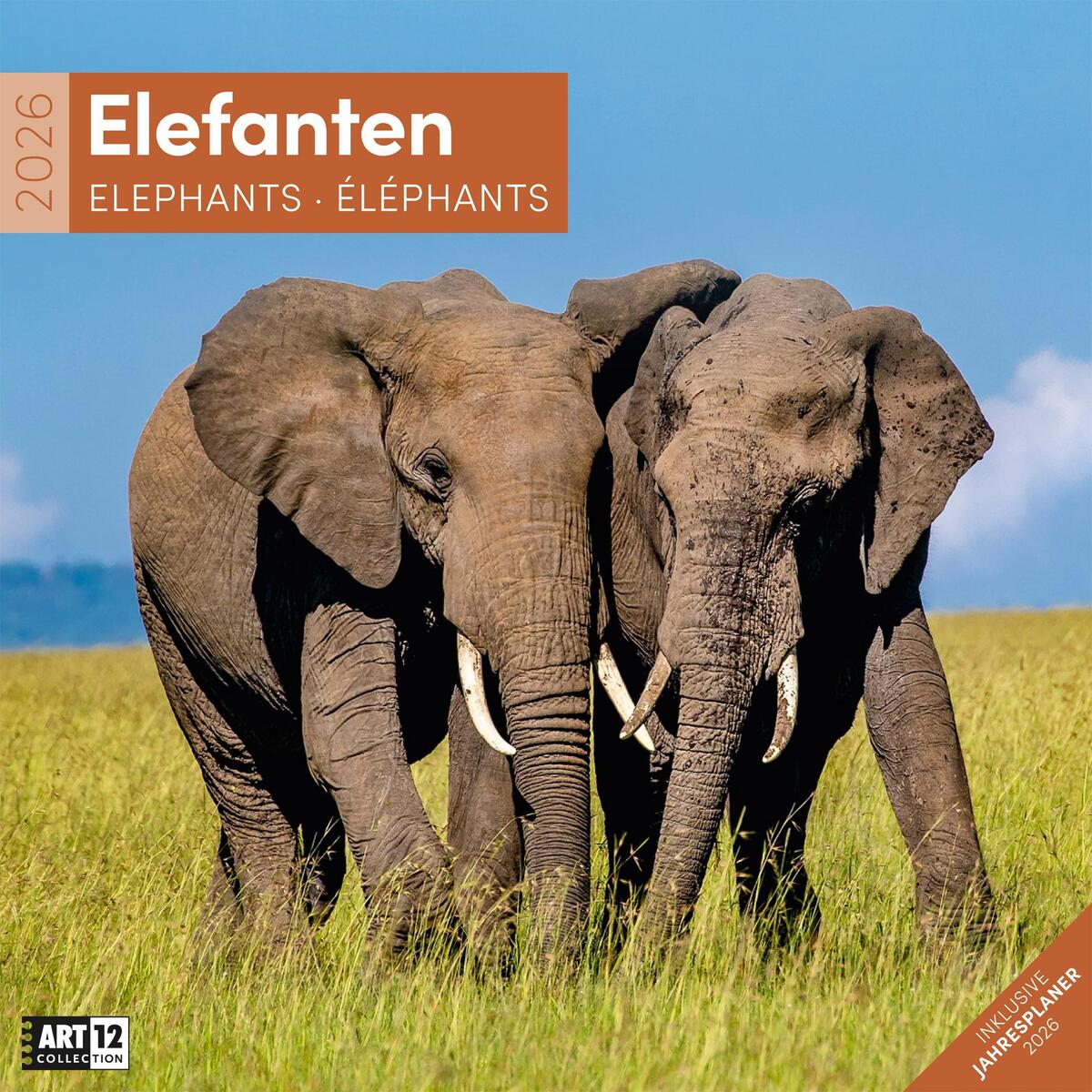 Elefanten Broschürenkalender 2026 - 30x30 - Art12 Elefanten Broschürenkalender 2026 - 30x30 - Art12 von Ackermann Kunstverlag