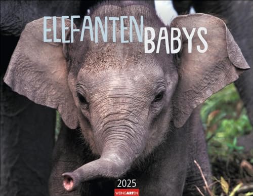 Elefantenbabys Kalender 2025: Tierisch-süße Dickhäuter im Jahres-Wandkalender 2025. Lustige Momentaufnahmen von niedlichen Jung-Elefanten. Ein ... 44 x 34 cm (Tierkalender Weingarten)