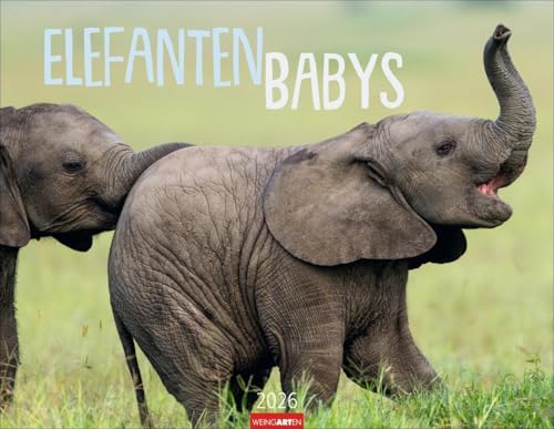 Elefantenbabys Kalender 2026: Tierisch-süße Dickhäuter im Jahres-Wandkalender 2026. Lustige Momentaufnahmen von niedlichen Jung-Elefanten. Ein ... 44 x 34 cm (Tierkalender Weingarten) von Weingarten