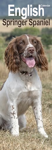 English Springer Spaniel Slim Calendar 2025 Dog Breed Slimline Calendar - 12 Month English Springer Spaniel Slim Calendar 2025 Dog Breed Slimline Calendar - 12 Month von AVONSIDE
