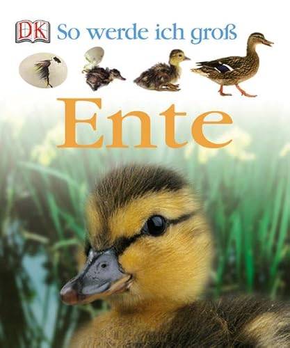 Ente