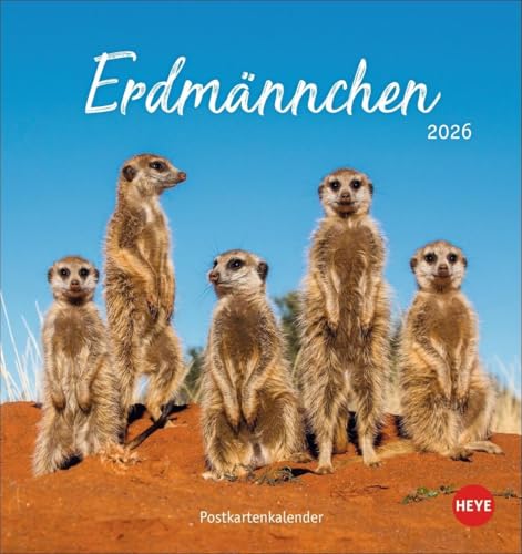 Erdmännchen Postkartenkalender 2026: Jeden Monat eine süße Postkarte. Fotokalender für Tierfreunde. Kleiner Tischkalender zum Aufstellen und Aufhängen im Postkartenformat. (Postkartenkalender Heye) von Heye