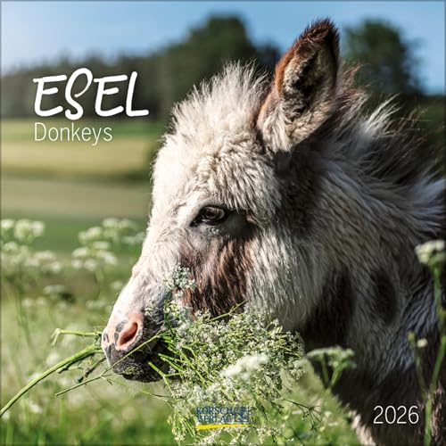 Esel 2026: Broschürenkalender mit Ferienterminen und Bildern von süßen Eseln. 30 x 30 cm von Korsch Verlag