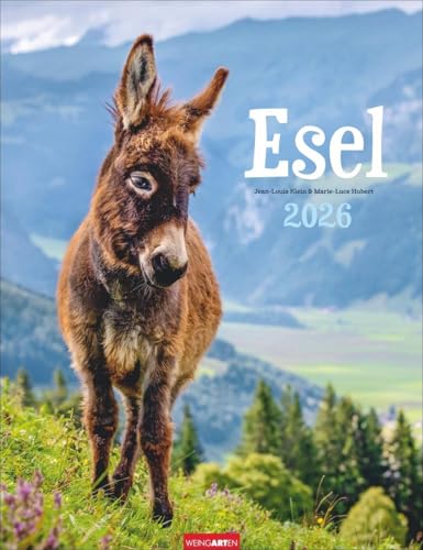 Esel Kalender 2026: Jahres-Wandkalender mit Fotos von Jean-Louis Klein und Marie-Luce Hubert. Tierkalender mit süßen Eselfotos. Planer mit Platz zum ... Hochformat 30x39 cm (Tierkalender Weingarten) von Weingarten
