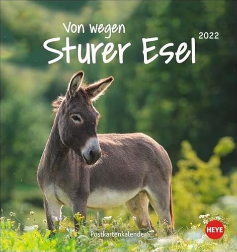 Esel - Von wegen sturer Esel Postkartenkalender 2022 - Tierkalender mit perforierten Postkarten - zum Aufstellen und Aufhängen - mit Monatskalendarium - 16 x 17 cm von Heye