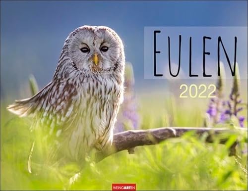 Eulen Kalender 2022 - Tierkalender - Wandkalender mit internationalem Monatskalendarium - 12 Farbfotos - 44 x 34 cm von Harenberg u.Weingarten